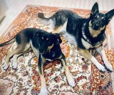Pet Odors