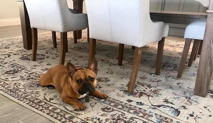 pet on the rug