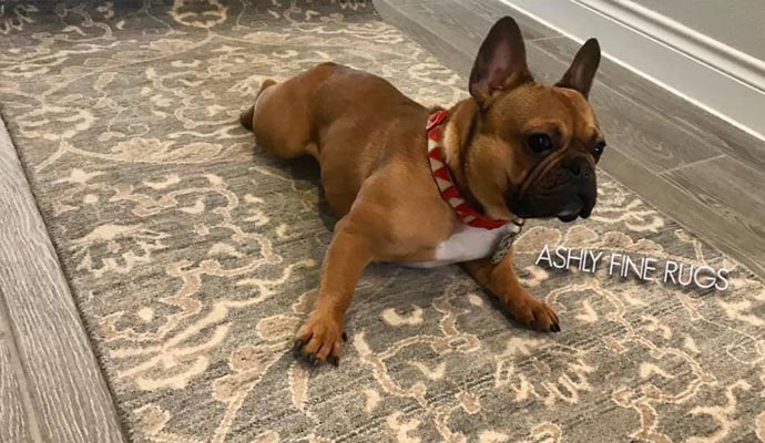 Pet Odor Removal