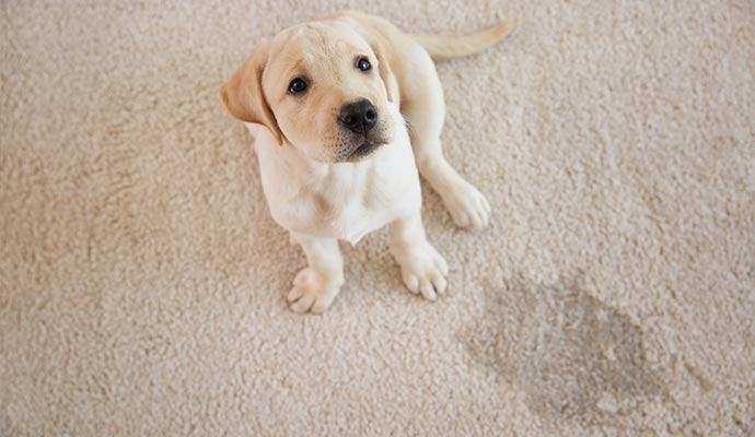 pet urine on rug