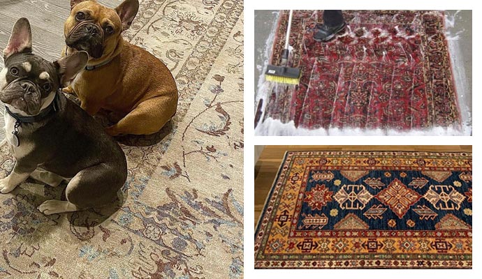 pet on carpet